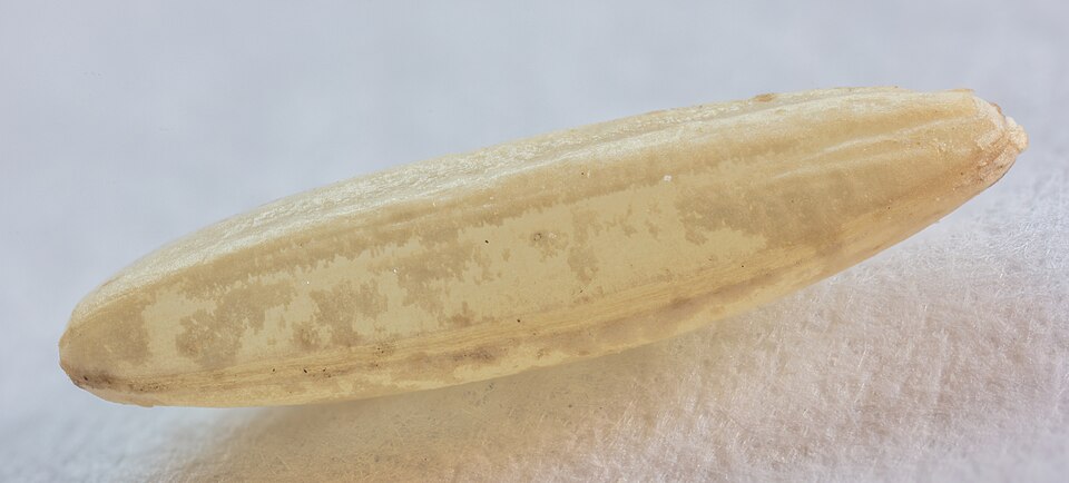 Basmati